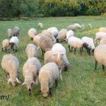 خرید گوسفند زنده اینترنتی در تهران اسفند 1401